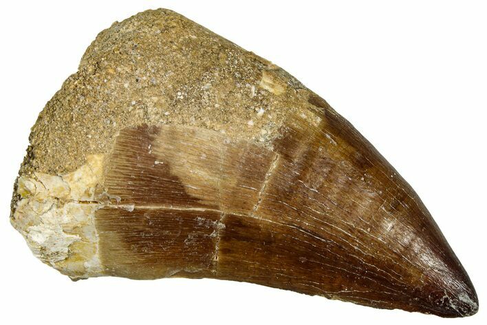 Fossil Mosasaur (Thalassotitan) Tooth - Morocco #330256